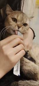 Bsh Munchkin silver 