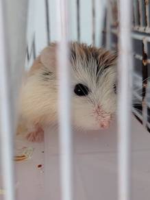 Roborovski dwarf hamster