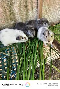 guineapig/arbok american