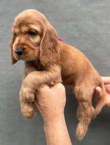 ENGLISH COCKER SPANIEL PUPPIES C109🌻 Male