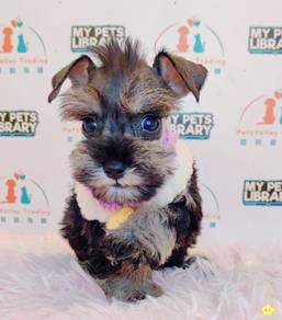 Schnauzer