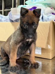 Belgian Malinois