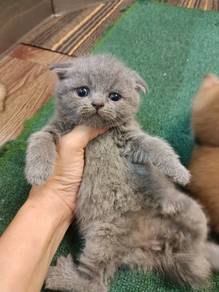 British Shorthair Kitten 