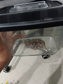 Corn Snake