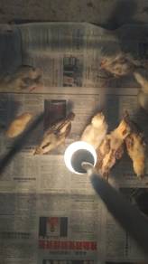 anak ayam Kampung 