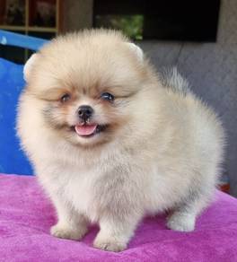 POMERANIAN PUPPIES a131 🌻 Available Female