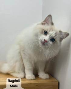 Male Ragdoll cat with cert available for sale 