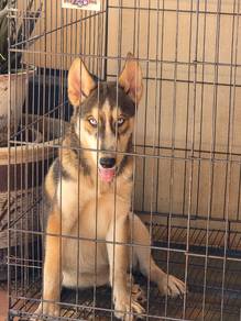 Husky