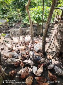 ayam & itik jualan borong