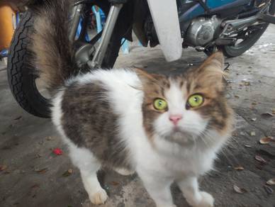 ibu mix parsi