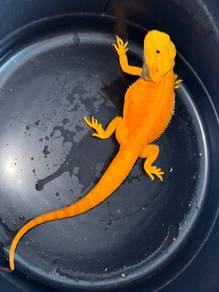 Bearded Dragon Shadow