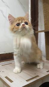 Exotic Bsh