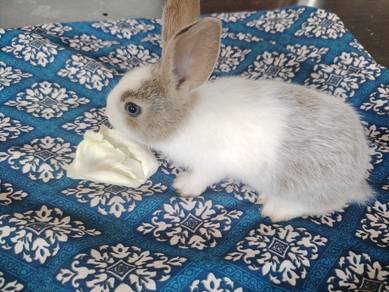 netherland Dwarf 