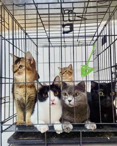 Mommy & 3 kittens utk dilepaskan ( 1st Born )