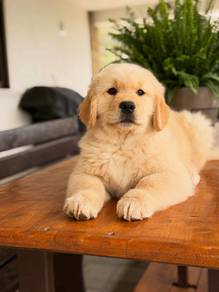 golden retriever puppies big bon 10