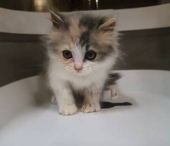 Persian kitten 