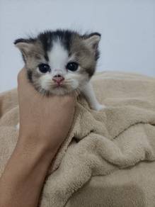 bsh mix