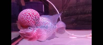Golf ball head Flowerhorn (Full face)