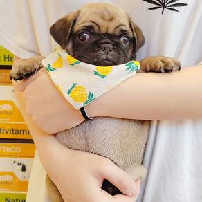 Pug