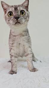 Bsh silver rehome