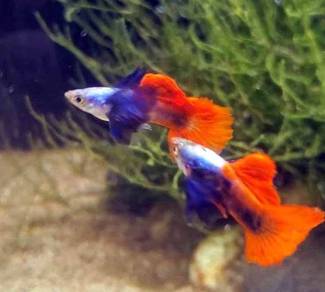 1pair Guppy Big Ear RedTail