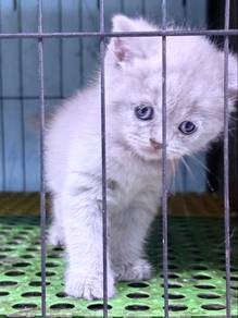 BSH (kitten)