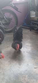 Ayam jantan japanese Bantam