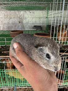 Guinea pig / Tikus Belanda
