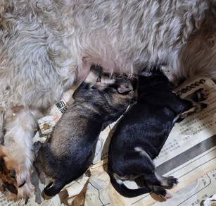 mini schnauzer 