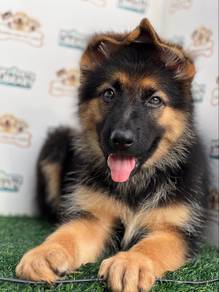 German Shepherd
