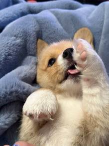 Boopable Corgi Cute Fluffy Butt Puppy Puppy