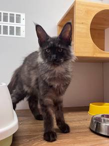 Smokey gray Mainecoon for sale