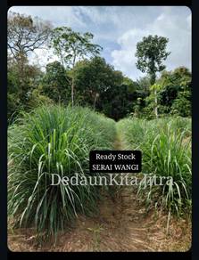 Borong SERAI WANGI
