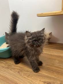 Ragdoll mix British Long Hair