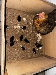 Anak & ibu ayam kampung sabung
