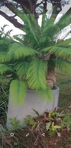 Pokok Paku Aji Koleksi  Rare Banting Selangor