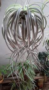 Tillandsia Xerograpical