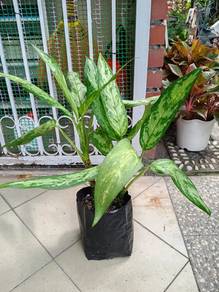 Aglaonema Silver King