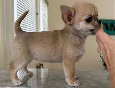 short got Chihuahua