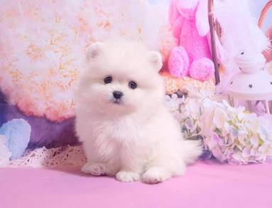 Pomeranian good quality bear type