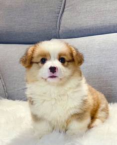 Welsh Corgi