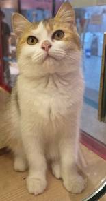 British short hair kitten for sale