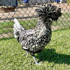 Anak ayam poland chick chicken bird 