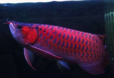 blood red arowana 15 inch -wholesale price