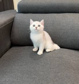 Pure British shorthair kitten
