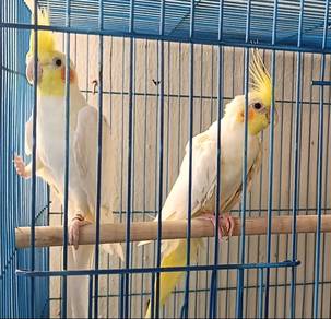 Cockatiel