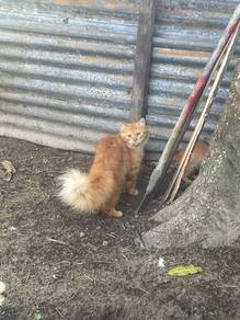 oyen long hair cat