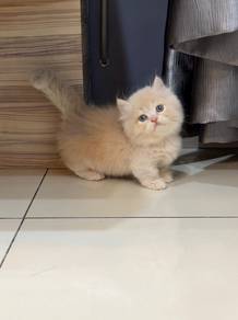 Minuet super short kitten