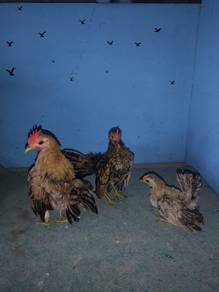 ayam serama 3ekor