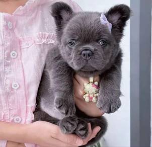 FRENCH BULLDOG PUPPIES 🌻VIP156 Long Fur / Girl
